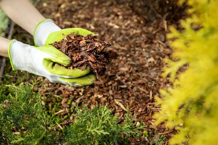 Excellent Mulching in Richmond, CA