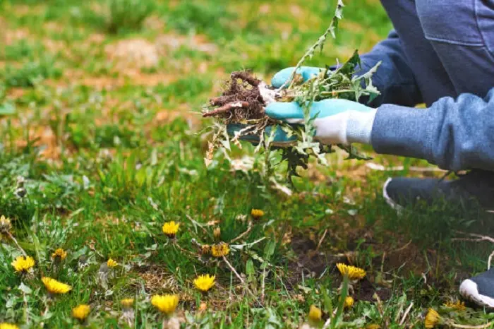 How to clear a yard full of weeds Richmond, CA