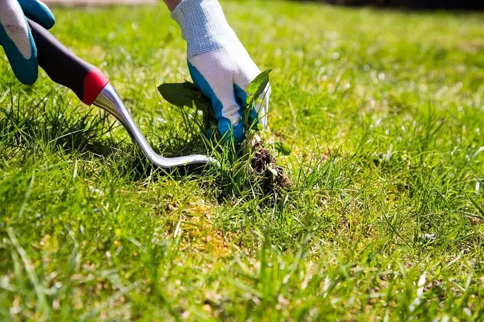 How to clear a yard full of weeds in Richmond, CA